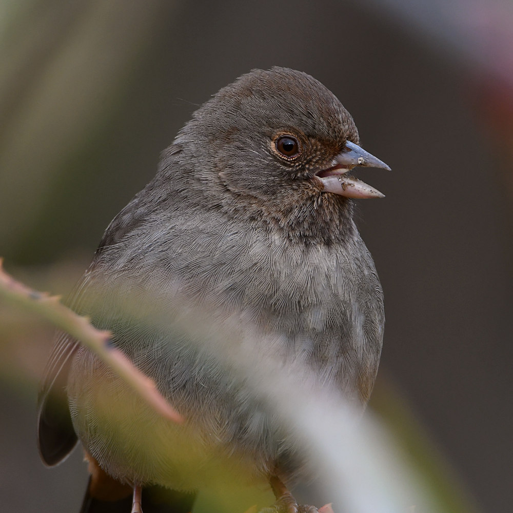 Towhee.jpg