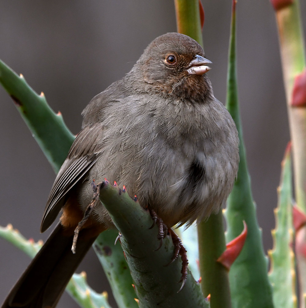 Towhee.jpg