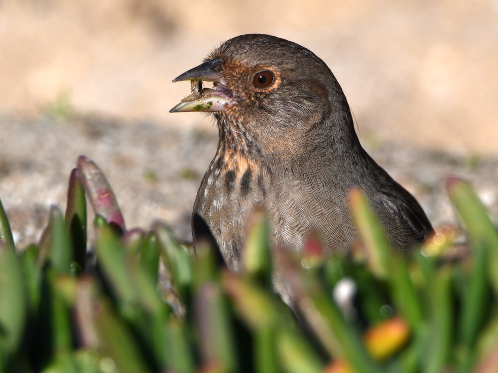 Towhee.jpg