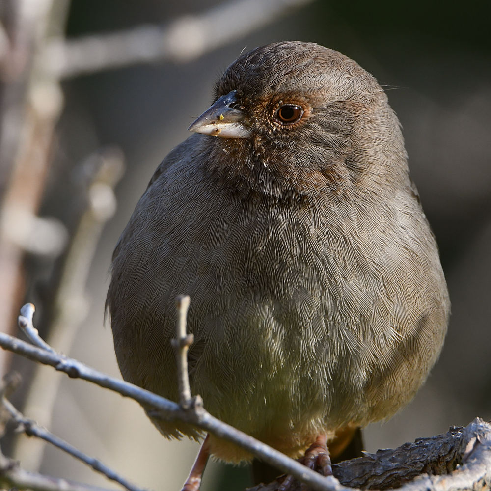 Towhee.jpg