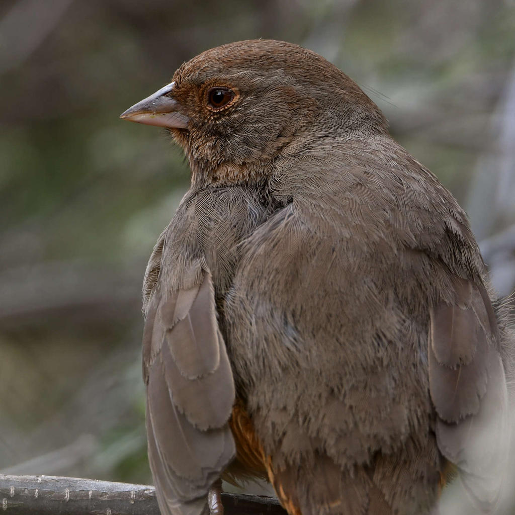Towhee.jpg