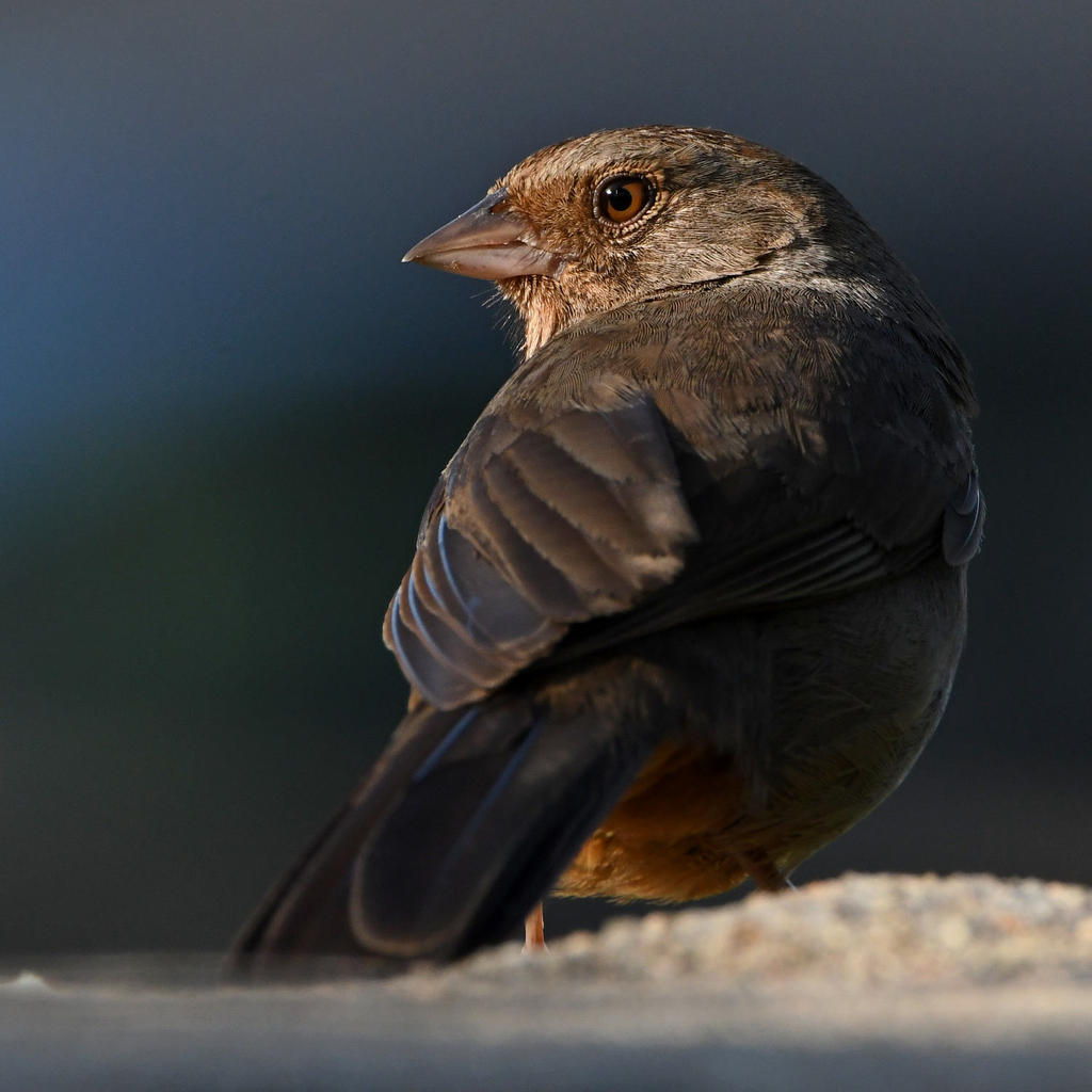 Towhee.jpg