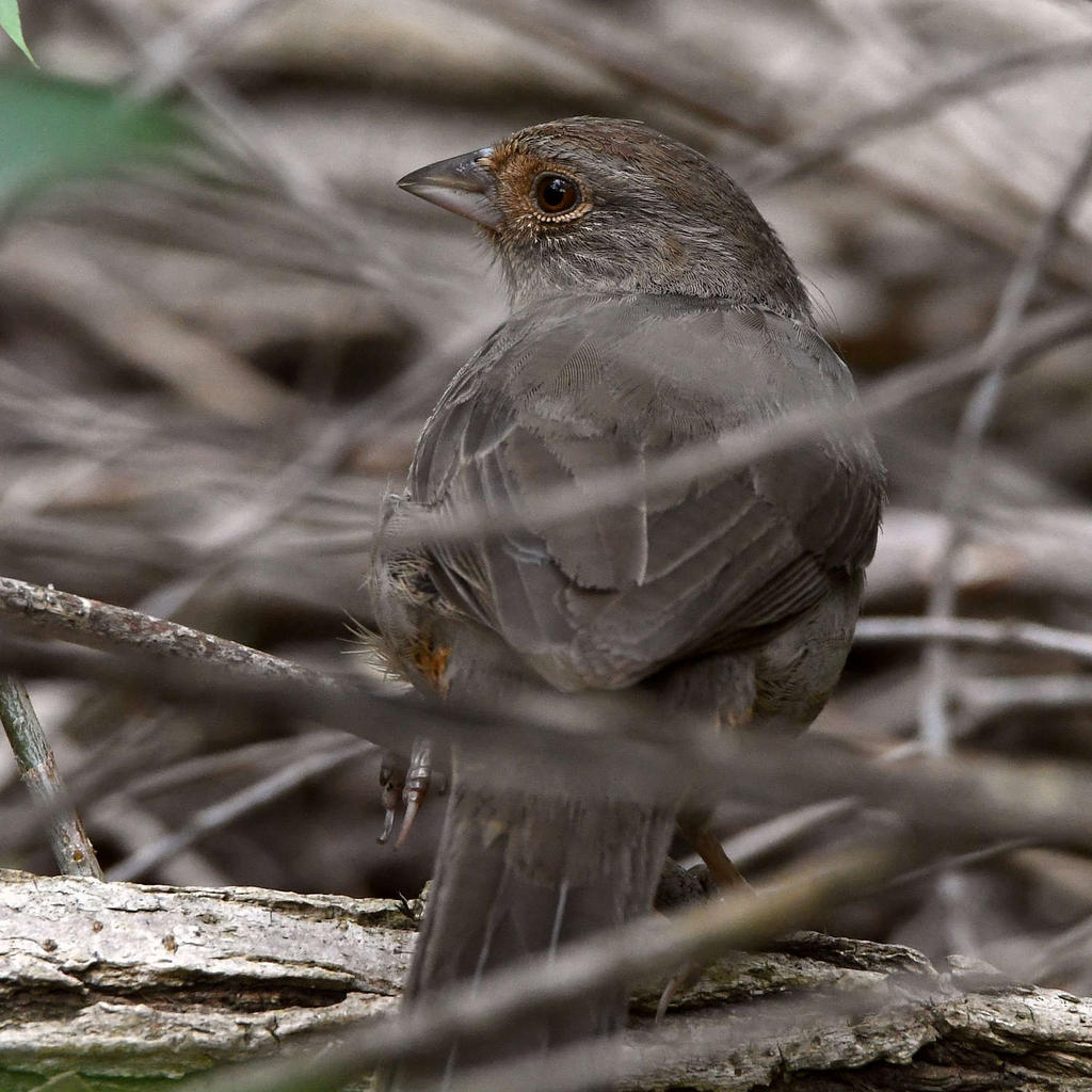 Towhee.jpg