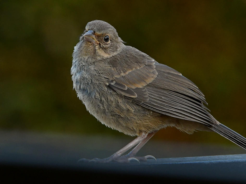 Towhee.jpg