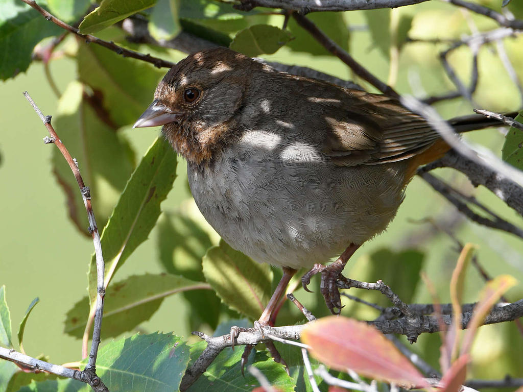 Towhee.jpg