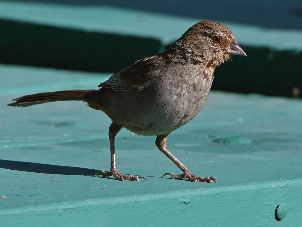 Towhee.jpg