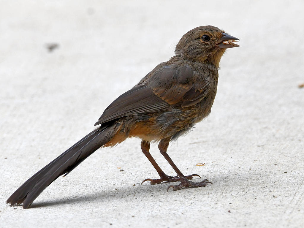Towhee.jpg