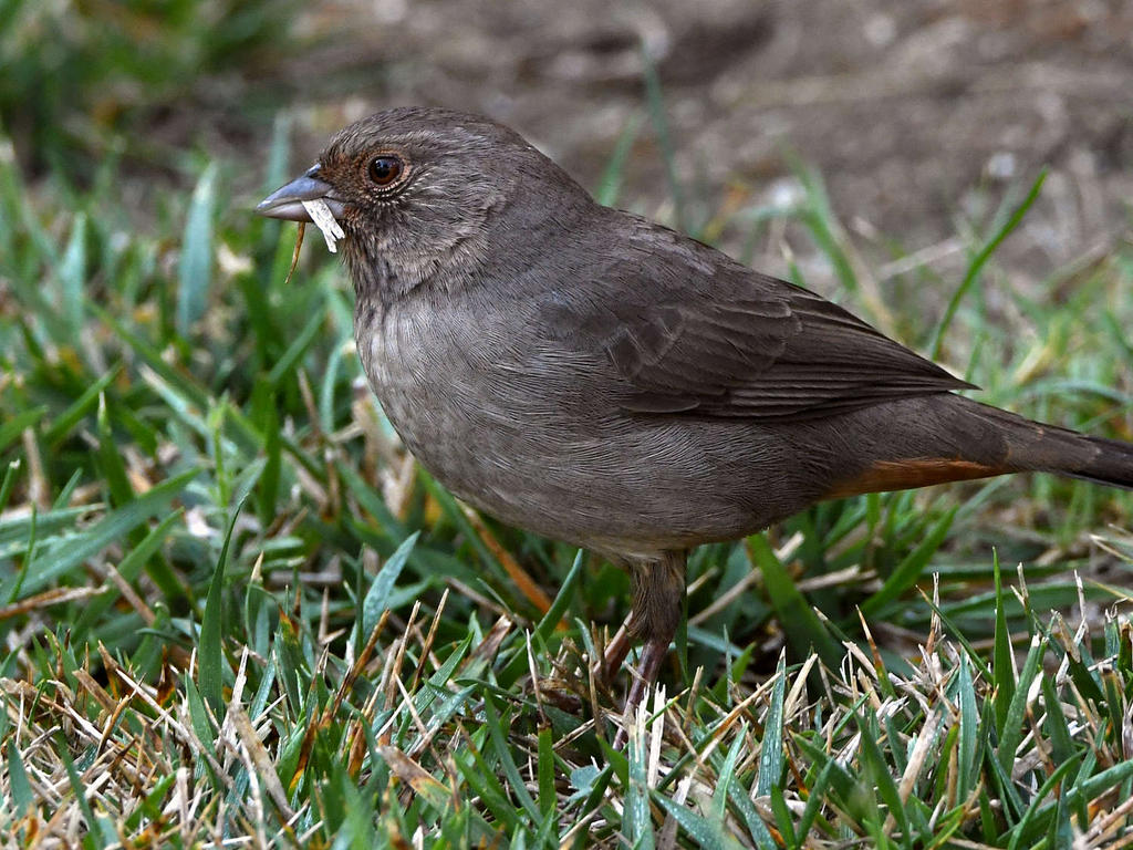 Towhee.jpg