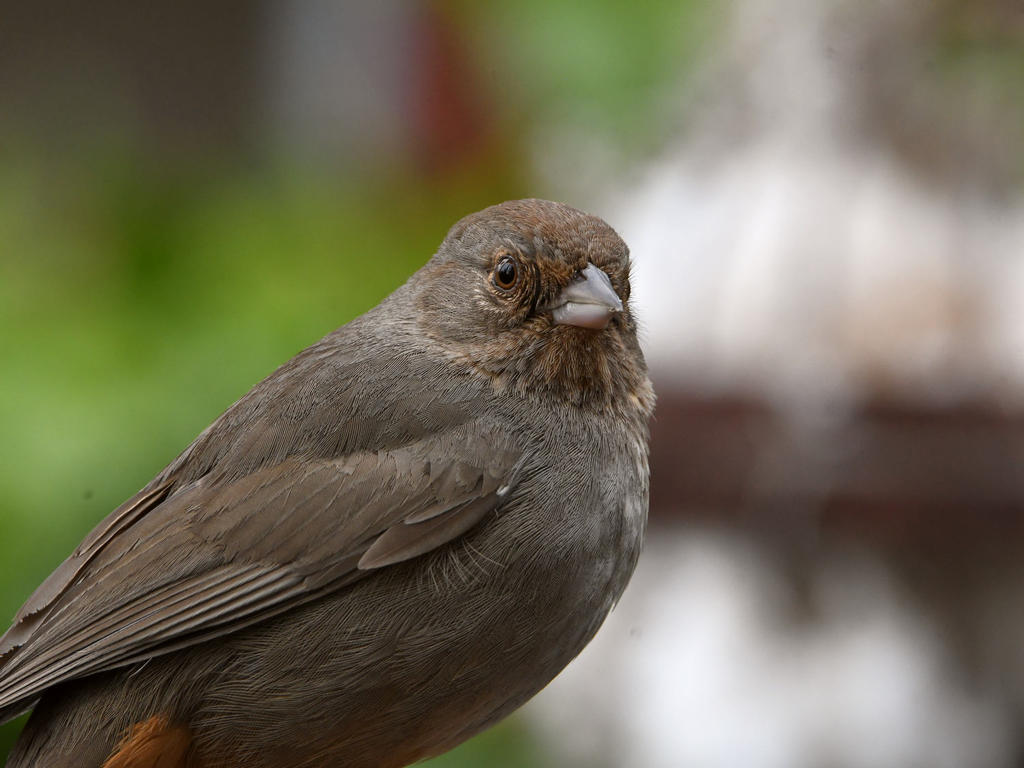 Towhee.jpg
