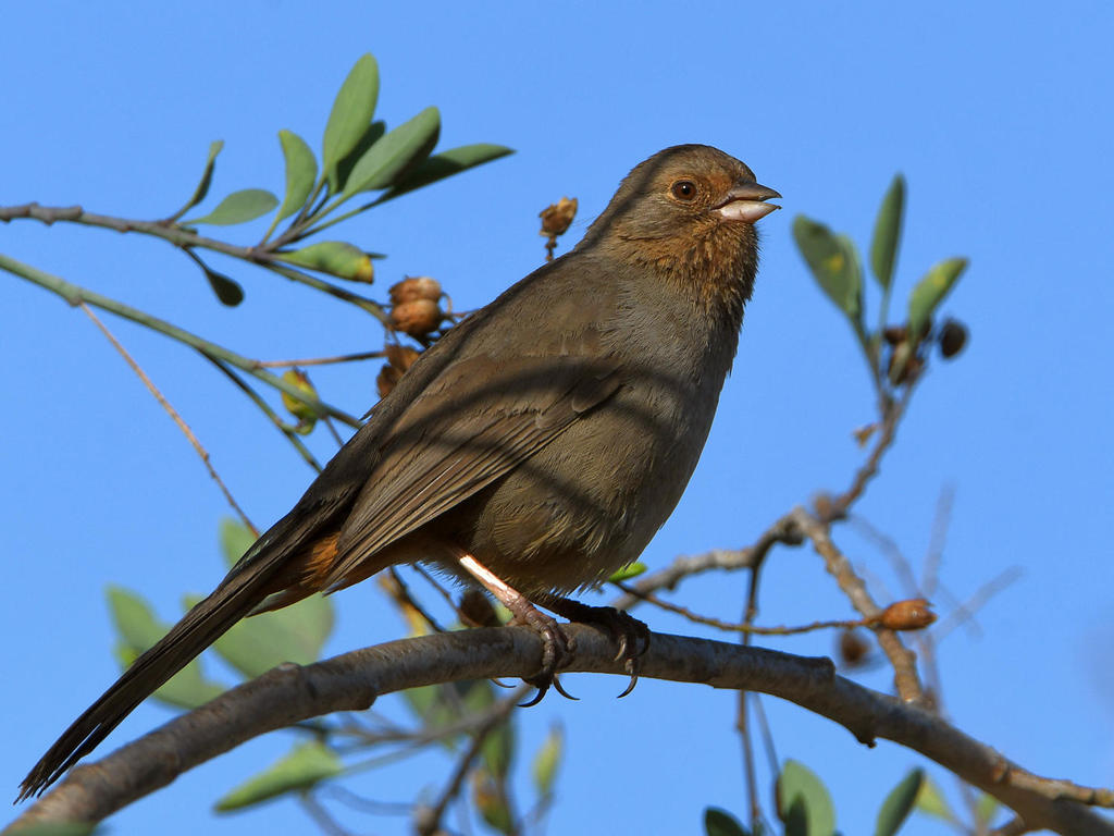 Towhee.jpg