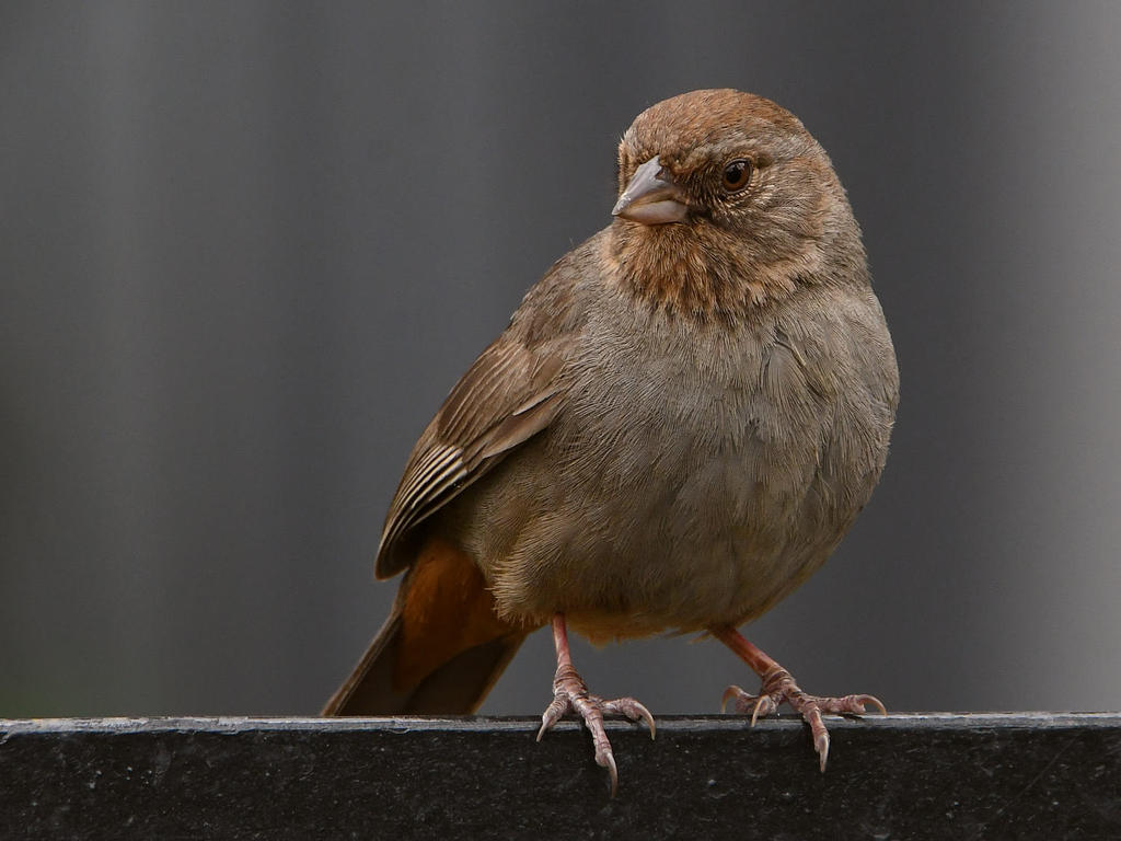 Towhee.jpg