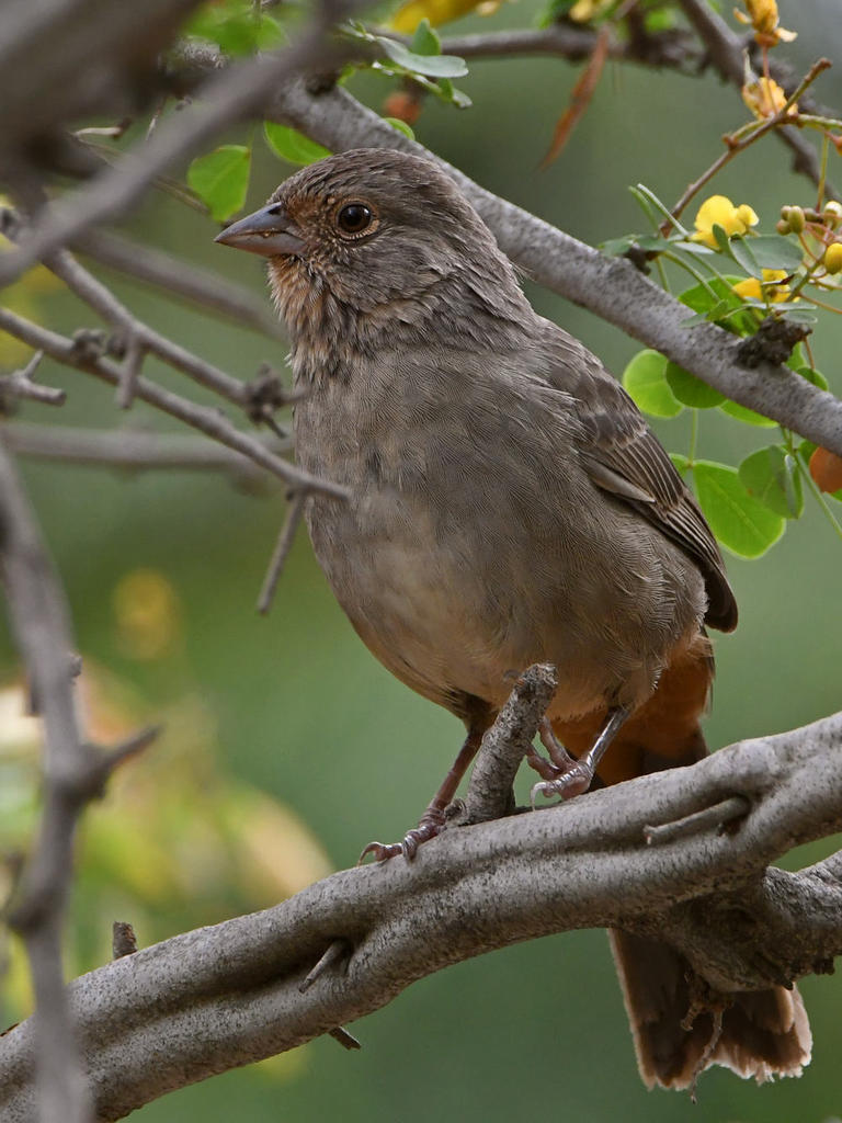 Towhee.jpg