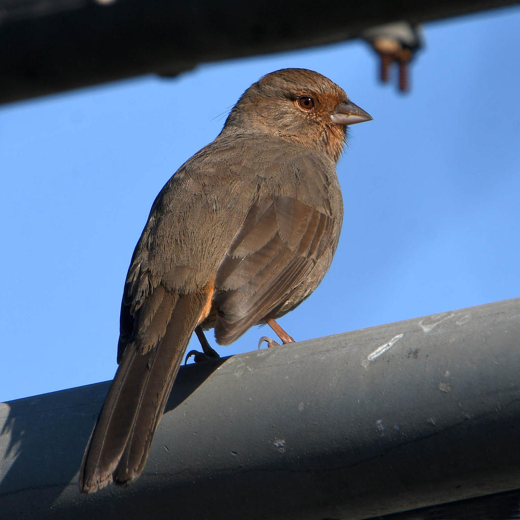 Towhee.jpg