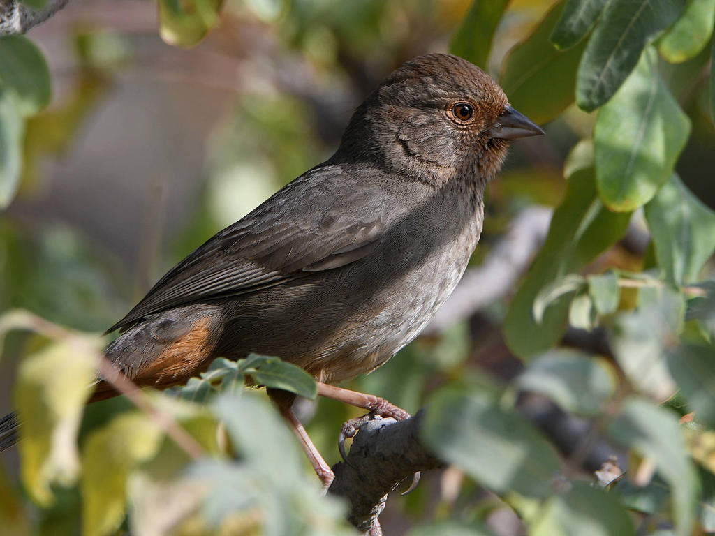 Towhee.jpg