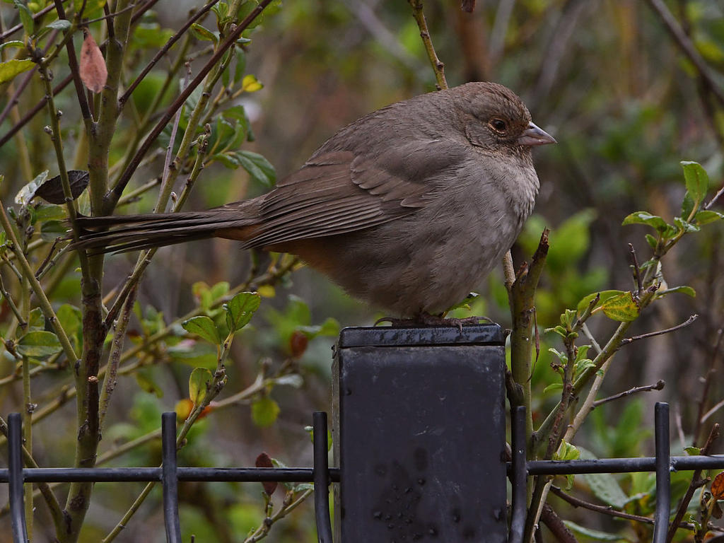 Towhee.jpg