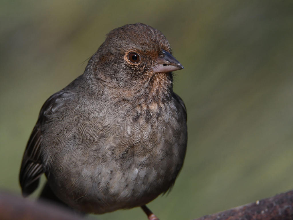 Towhee.jpg