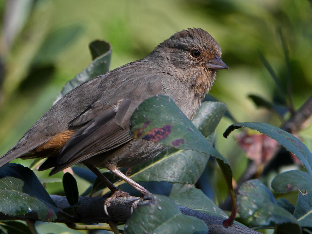 Towhee.jpg