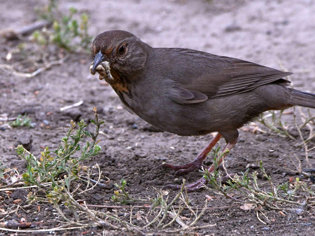 Towhee.jpg