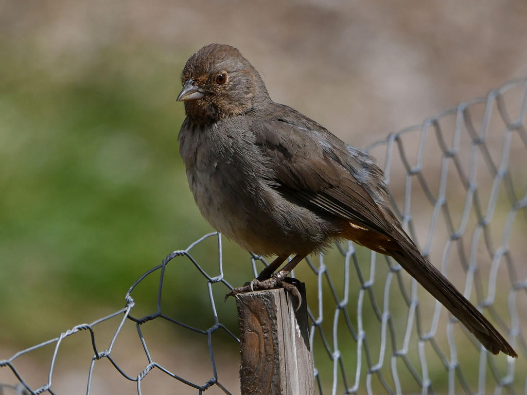 Towhee.jpg