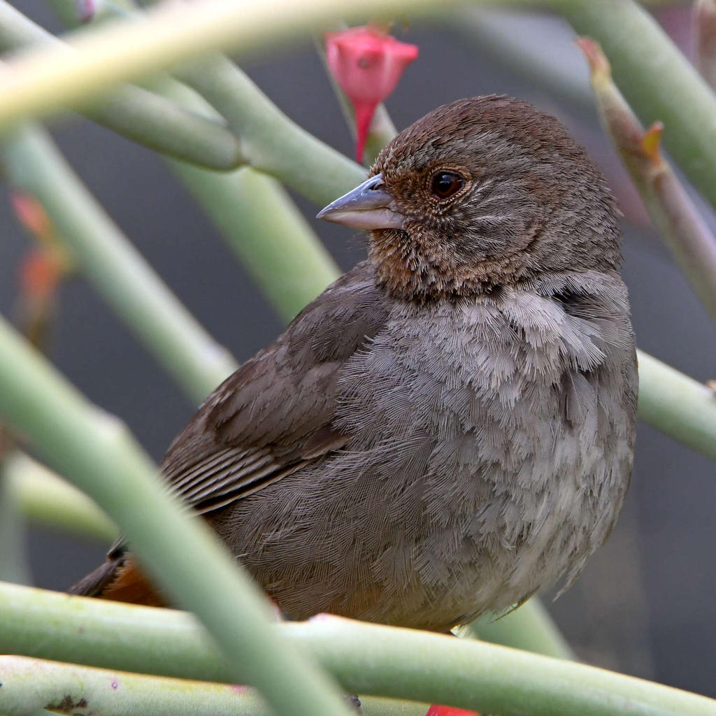 Towhee.jpg