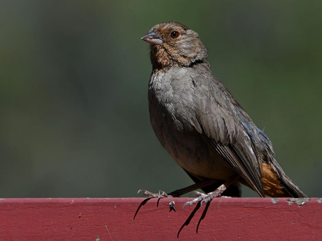 Towhee.jpg