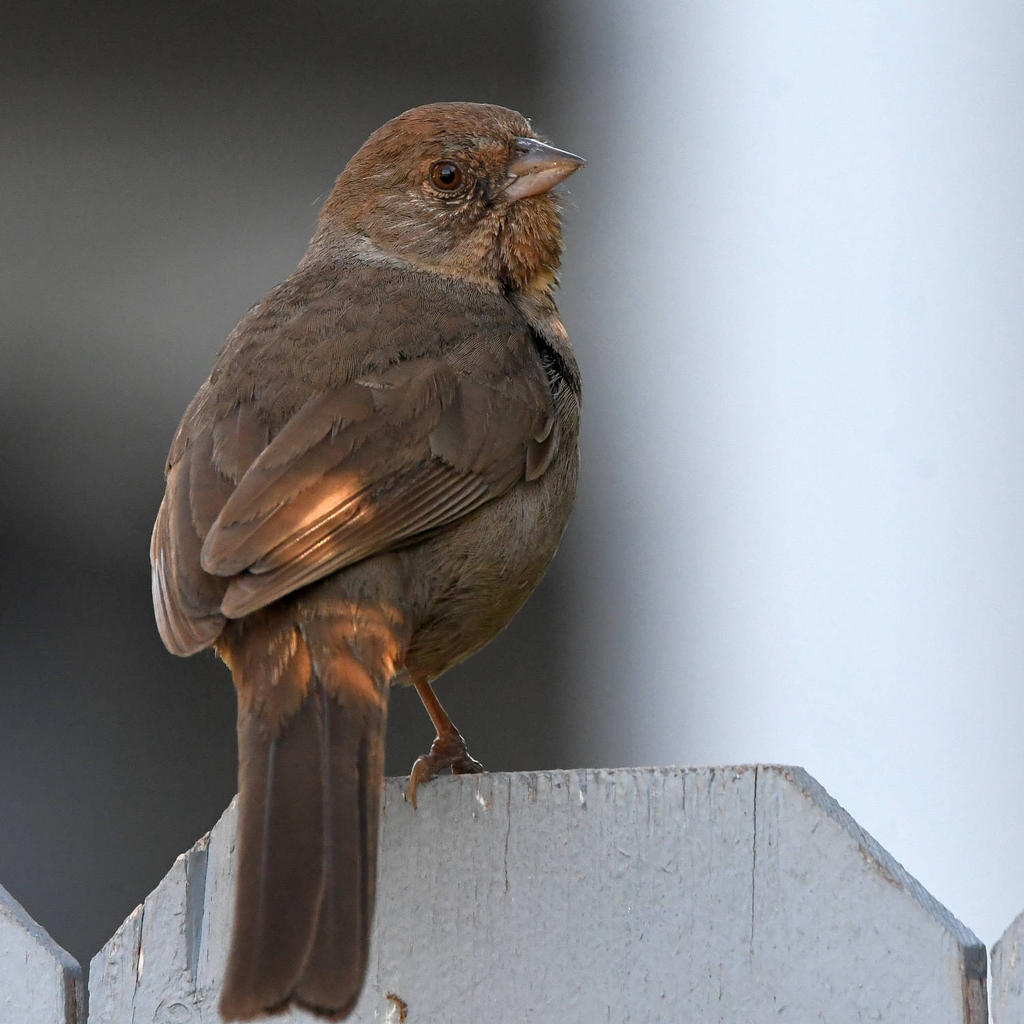 Towhee.jpg