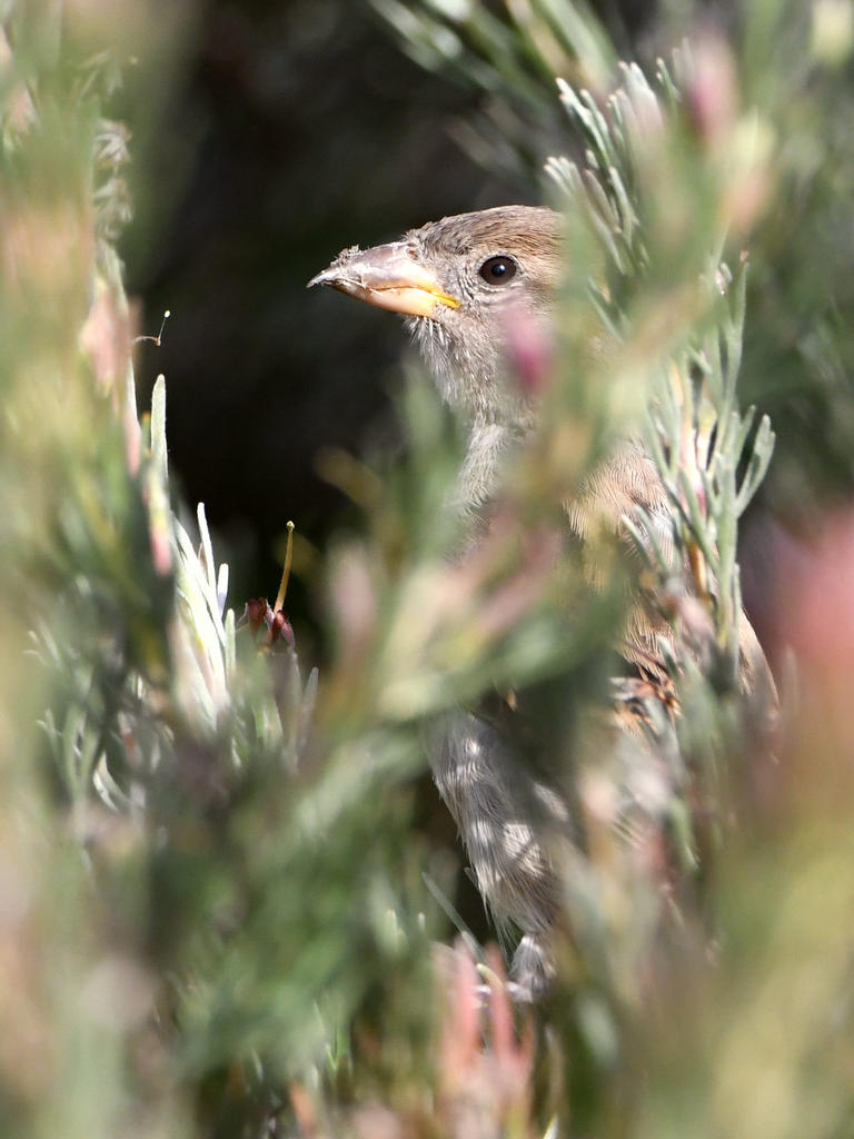 Towhee.jpg