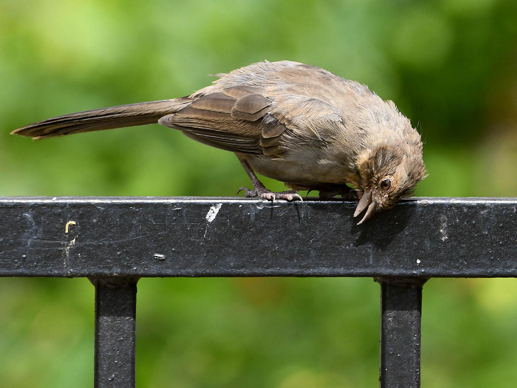 Towhee.jpg