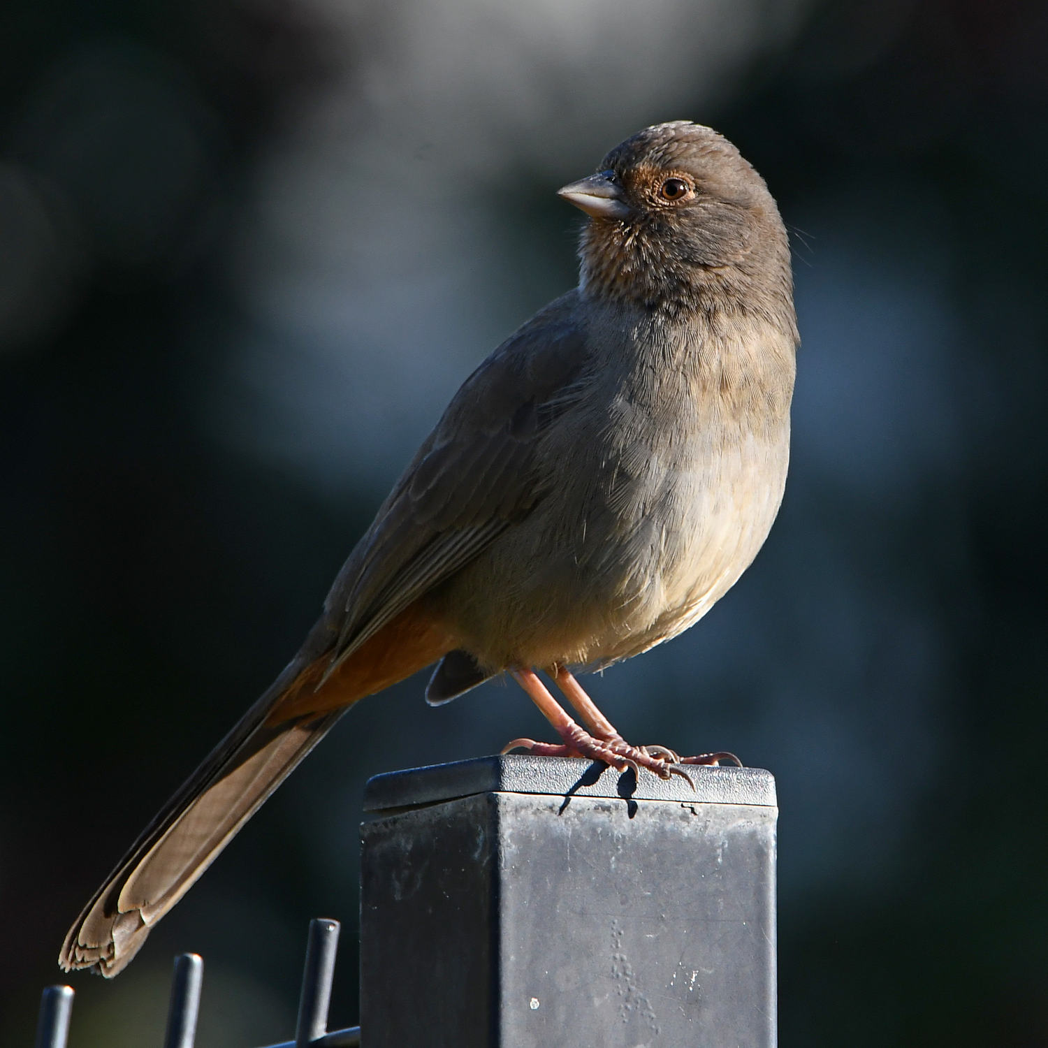Towhee.jpg