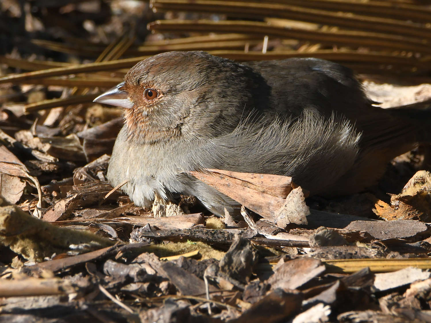Towhee.jpg