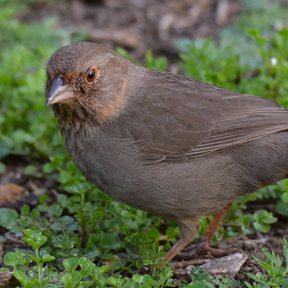 Towhee11.jpg