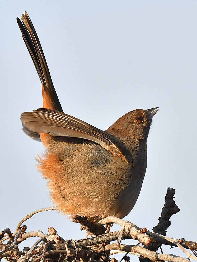 Towhee12.jpg