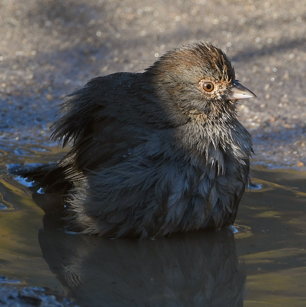 Towhee12.jpg