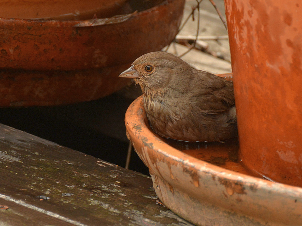 Towhee2.jpg