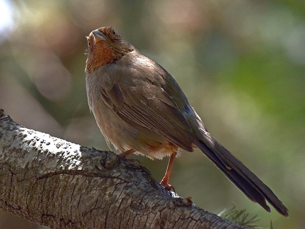 Towhee2.jpg