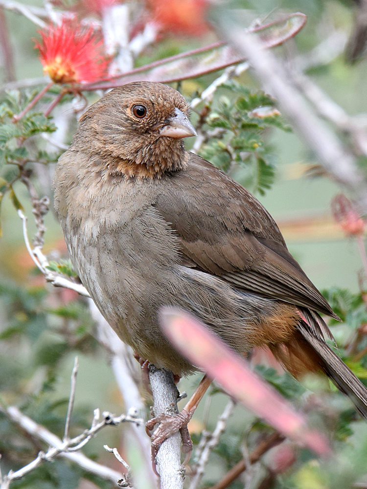 Towhee2.jpg