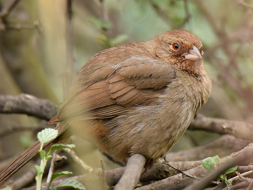 Towhee2.jpg