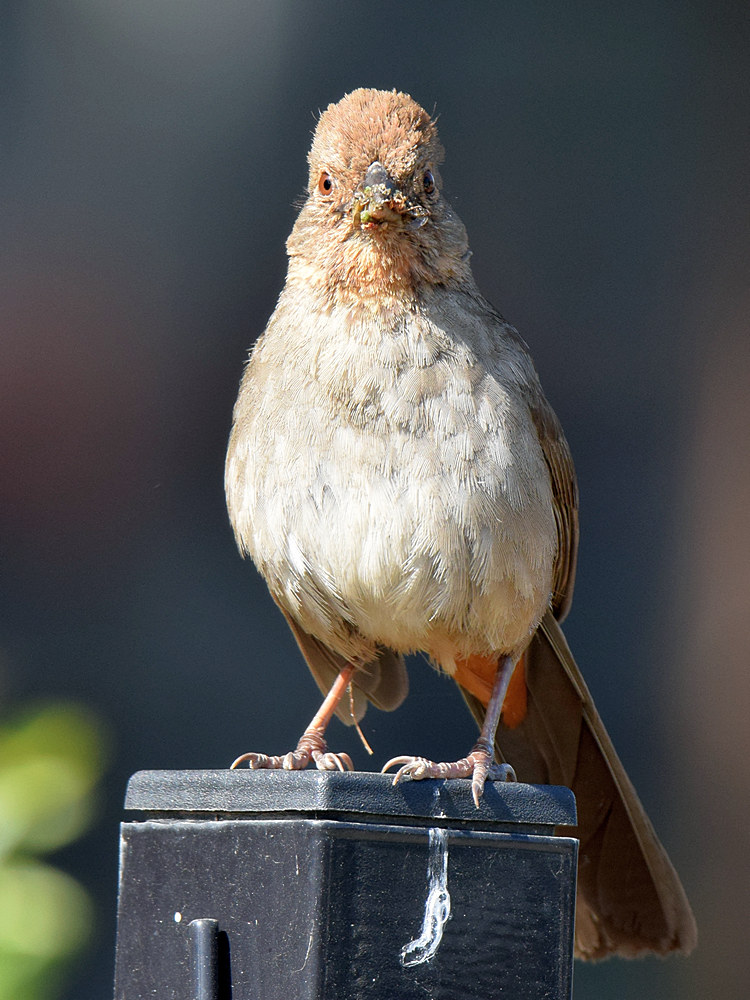 Towhee2.jpg