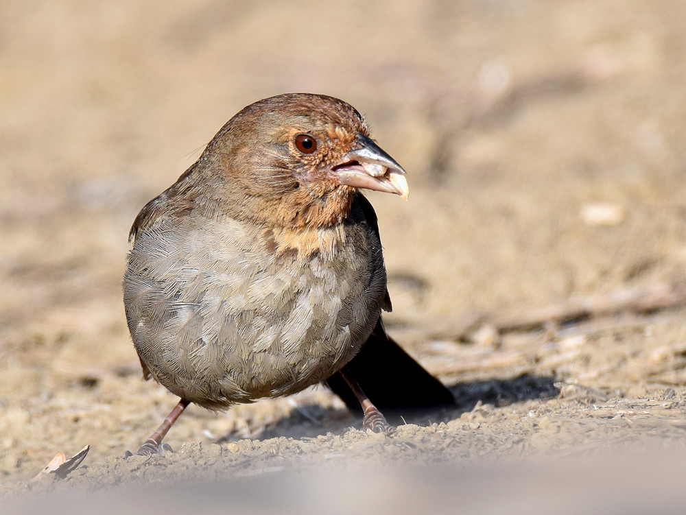 Towhee2.jpg