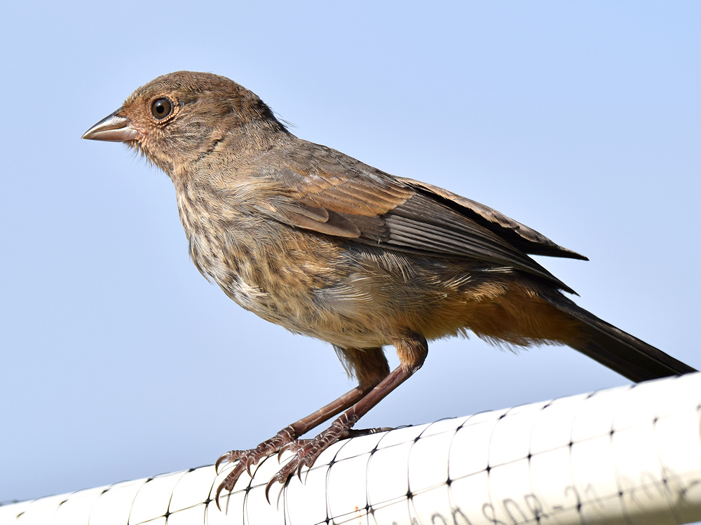 Towhee2.jpg