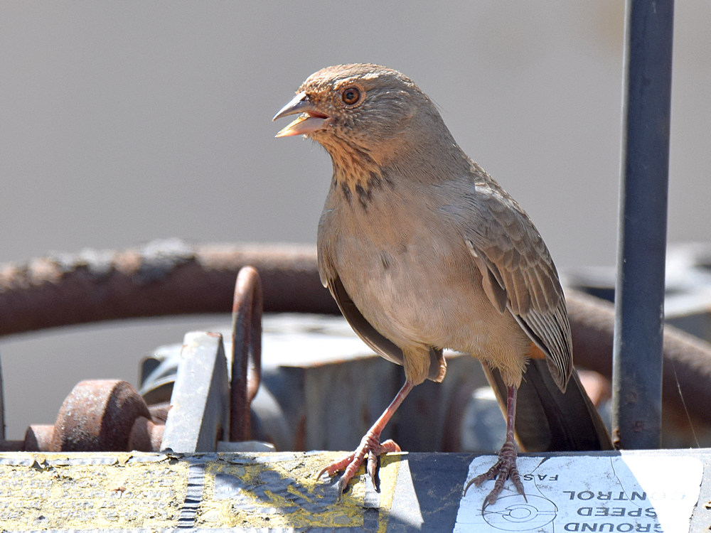 Towhee2.jpg
