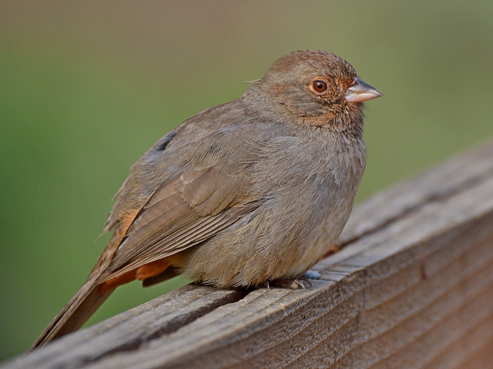Towhee2.jpg