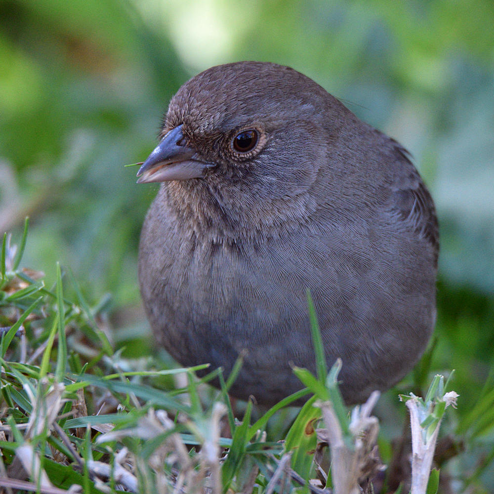 Towhee2.jpg