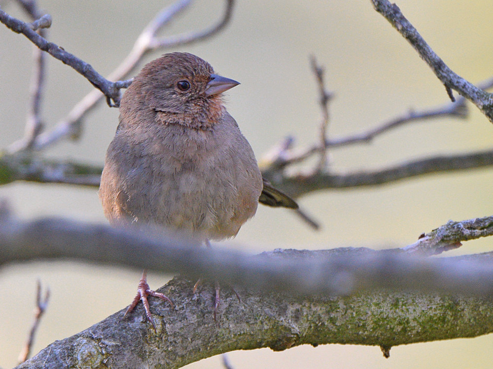 Towhee2.jpg