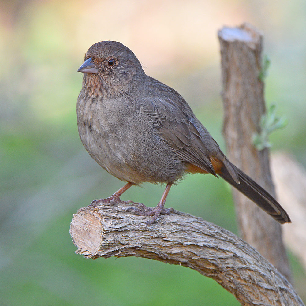Towhee2.jpg