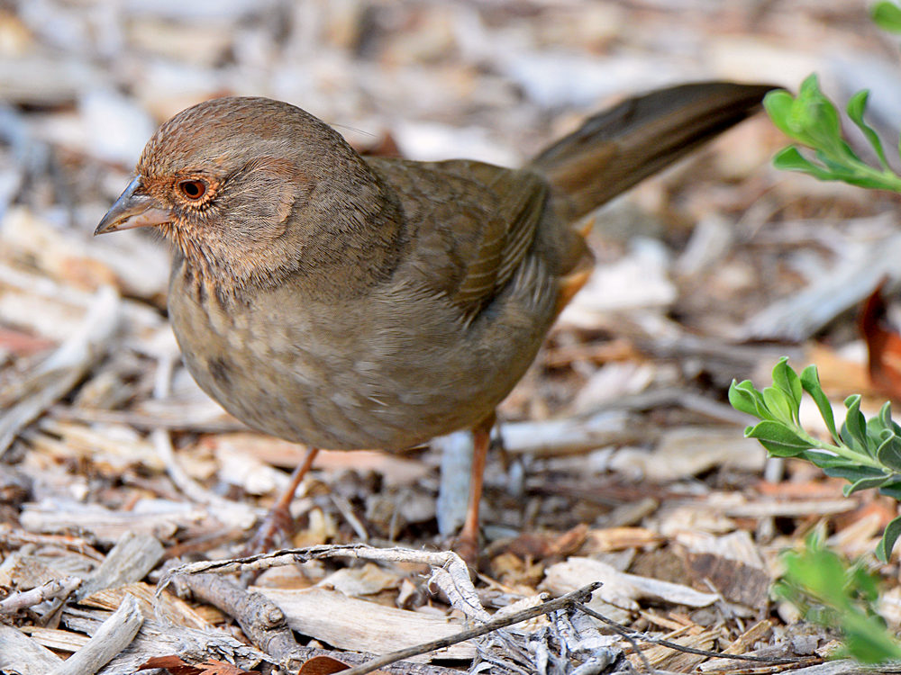 Towhee2.jpg