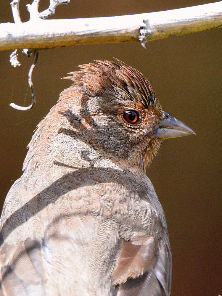 Towhee2.jpg