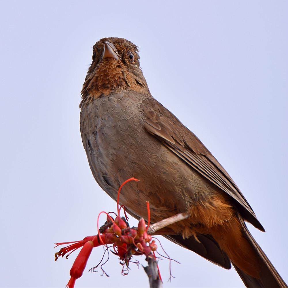 Towhee2.jpg