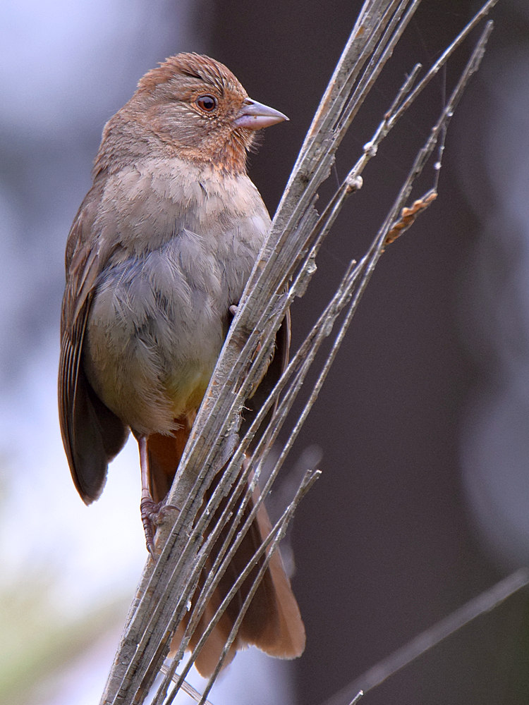 Towhee2.jpg