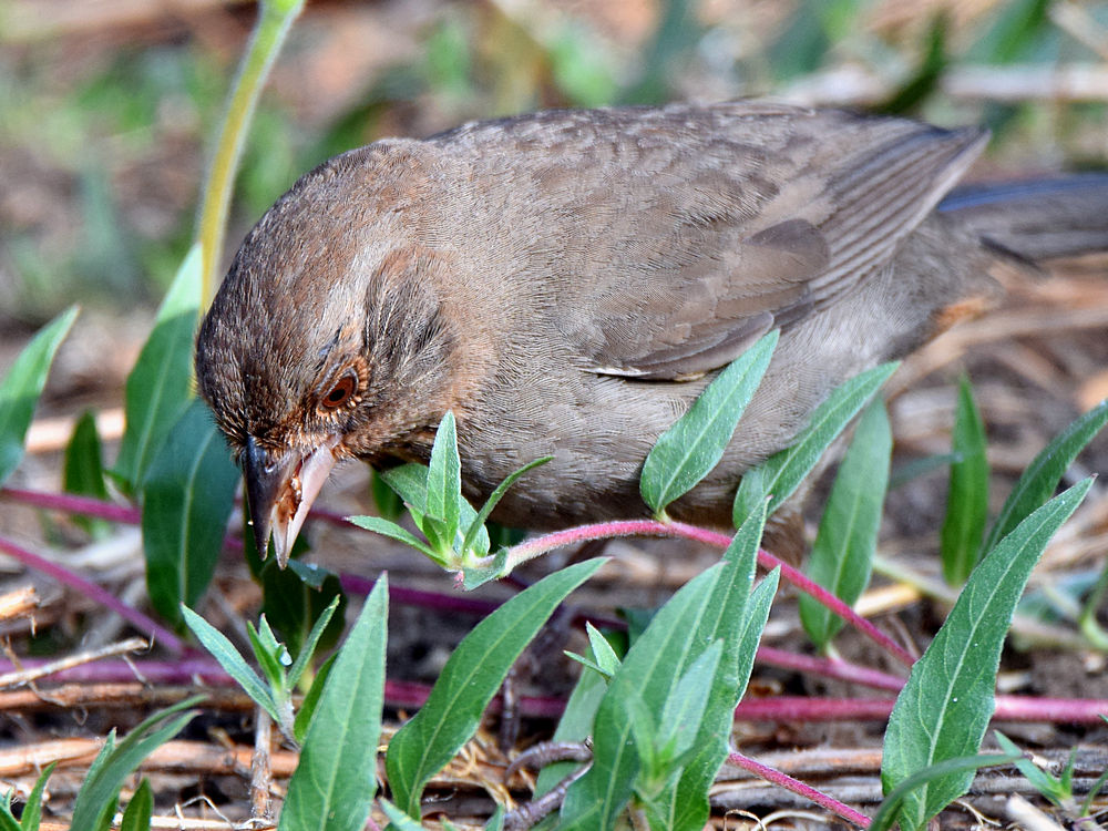 Towhee2.jpg